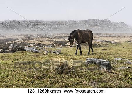 Stock Photograph - A wild brown horse walking in a foggy field. Fotosearch