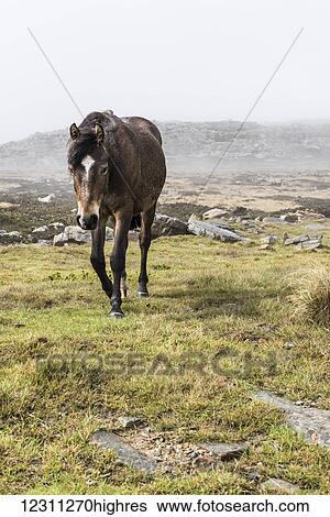 Stock Photograph - A wild brown horse walking in a foggy field. Fotosearch