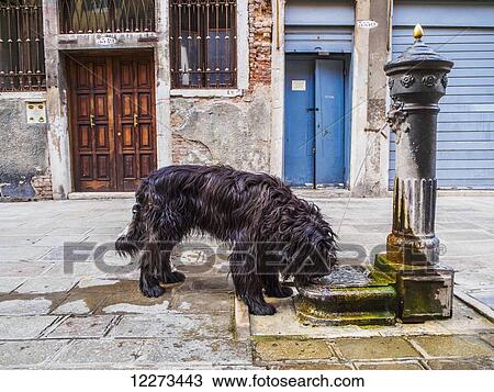 Stock Image - A wild dog laps water from one of the many public fountains on the streets; Venice, Italy. Fotosearch