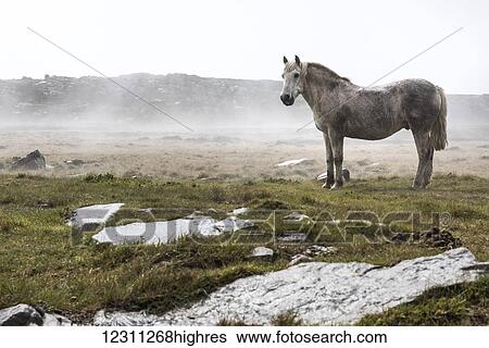 Stock Photograph - A wild, white horse standing in a foggy field. Fotosearch