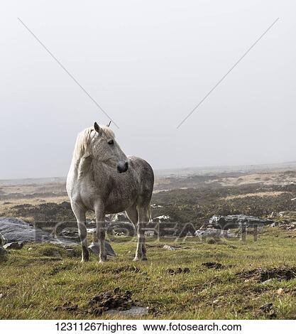 Stock Photograph - A wild, white horse standing on an open expanse of land. Fotosearch