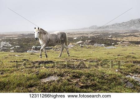 Stock Photograph - A wild white horse walking across an open expanse of land. Fotosearch