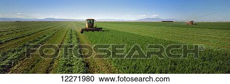 A windrower cuts and windrows alfalfa for drying prior to baling; Imperial Valley, California, United States of America View Large Photo Image Stock Image - A windrower cuts and windrows alfalfa for drying prior to baling; Imperial Valley, California, United States of America. Fotosearch