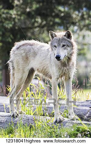 Stock Photograph - A yearling Gray Wolf (canis lupus) stands in it's favorite spot to watch people at the Alaska Wildlife Conservation Center, South-central Alaska; Portage, Alaska, United States of America. Fotosearch