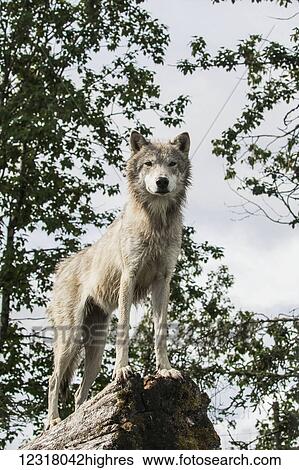 Stock Photograph - A yearling Gray Wolf (canis lupus) stands in it's favorite spot to watch people at the Alaska Wildlife Conservation Center, South-central Alaska; Portage, Alaska, United States of America. Fotosearch
