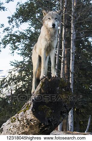 Stock Photograph - A yearling Gray Wolf (canis lupus) stands in it's favorite spot to watch people at the Alaska Wildlife Conservation Center, South-central Alaska; Portage, Alaska, United States of America. Fotosearch