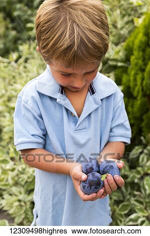 Stock Photograph - A young boy holds 3 ripe plums in his hands; Salmon Arm, British Columbia, Canada. Fotosearch