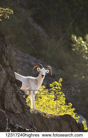Stock Photograph - A young Dall ram (ovis dalli) looks at camera from the rocks in the Windy Point area near Mile 106 of the Seward Highway, South-central Alaska; Alaska, United States of America. Fotosearch