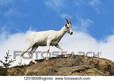 Stock Photograph - A young Dall ram (ovis dalli) walks a ridge near Windy Point next to the Seward Highway; Alaska, United States of America. Fotosearch