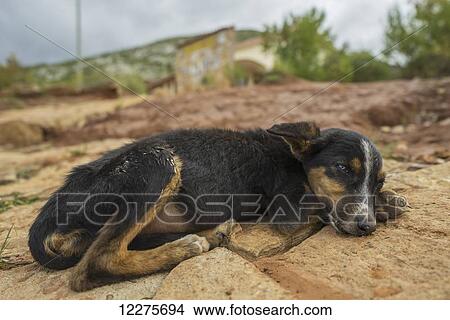 Picture - A young dog sleeps while going hungry, Toro Toro National Park; Bolivia. Fotosearch