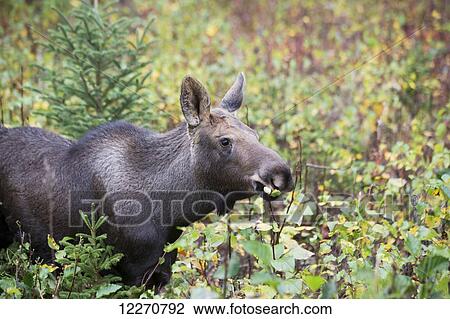 Stock Image - A young moose grazing on the colorful fall leaves in Palmer, Southcentral Alaska.. Fotosearch