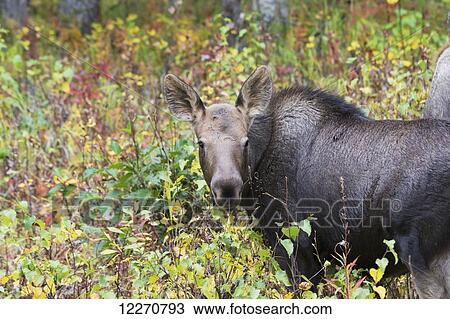 Stock Image - A young moose grazing on the colorful fall leaves in Palmer, Southcentral Alaska.. Fotosearch