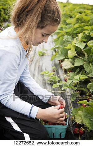 Stock Image - A young woman picks strawberries on her family’s farm; Strasburg, Pennsylvania, United States of America. Fotosearch
