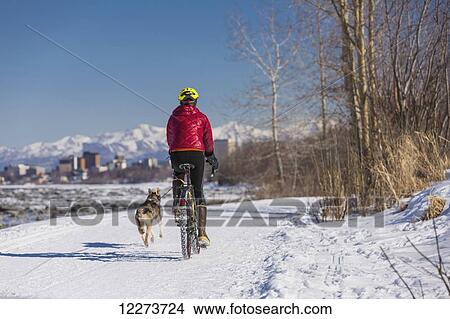 Picture - A Young Woman rides a studded tire bicycle with her Alaskan Husky down the Tony Knowles Coastal Trail, Anchorage, Southcentral Alaska, USA.. Fotosearch