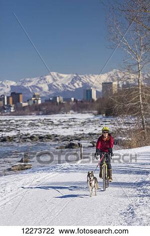 Stock Image - A Young Woman rides a studded tire bicycle with her Alaskan Husky down the Tony Knowles Coastal Trail, Anchorage, Southcentral Alaska, USA.. Fotosearch