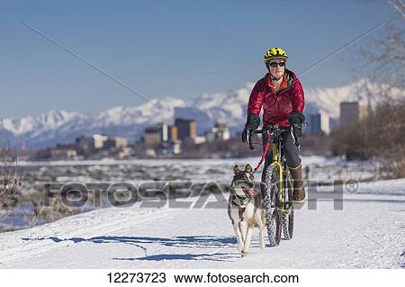 A Young Woman rides a studded tire bicycle with her Alaskan Husky down the Tony Knowles Coastal Trail, Anchorage, Southcentral Alaska, USA. View Large Photo Image Stock Image - A Young Woman rides a studded tire bicycle with her Alaskan Husky down the Tony Knowles Coastal Trail, Anchorage, Southcentral Alaska, USA.. Fotosearch