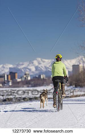 A Young Woman rides a studded tire bicycle with her Alaskan Husky down the Tony Knowles Coastal Trail, Anchorage, Southcentral Alaska, USA. View Large Photo Image Stock Image - A Young Woman rides a studded tire bicycle with her Alaskan Husky down the Tony Knowles Coastal Trail, Anchorage, Southcentral Alaska, USA.. Fotosearch