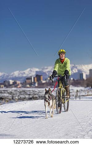 Stock Photograph - A Young Woman rides a studded tire bicycle with her Alaskan Husky down the Tony Knowles Coastal Trail, Anchorage, Southcentral Alaska, USA.. Fotosearch