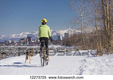 Stock Photography - A Young Woman rides a studded tire bicycle with her Alaskan Husky down the Tony Knowles Coastal Trail, Anchorage, Southcentral Alaska, USA.. Fotosearch