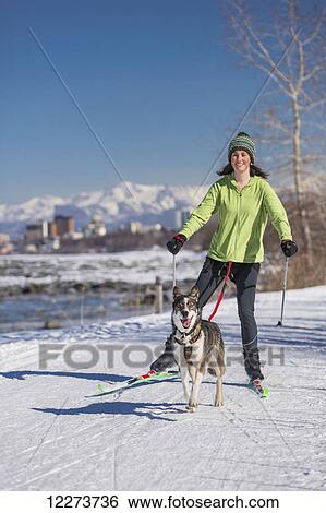 Stock Photograph - A young woman skijors with her Alaska Husky sled dog down the Tony Knowles Coastal Trail, Anchorage, Southcentral Alaska, USA.. Fotosearch