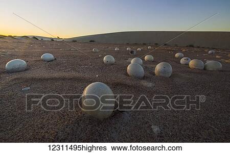 Abandoned ostrich eggs in the desert, Namaqualand National Park; South Africa View Large Photo Image Stock Photograph - Abandoned ostrich eggs in the desert, Namaqualand National Park; South Africa. Fotosearch
