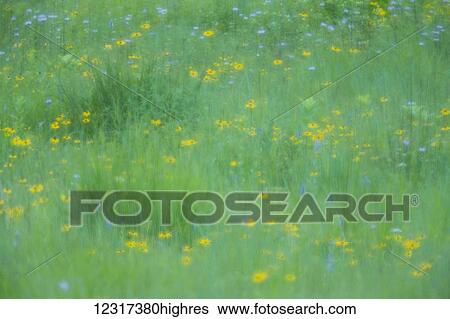 Abstract multiple exposure of prairie grasses and flowers in Smith Prairie, Hubbard County; Minnesota, United States of America View Large Photo Image Stock Photograph - Abstract multiple exposure of prairie grasses and flowers in Smith Prairie, Hubbard County; Minnesota, United States of America. Fotosearch