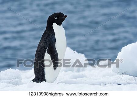 Adelie penguin (pygoscelis adeliae); Antarctica View Large Photo Image Stock Photograph - Adelie penguin (pygoscelis adeliae); Antarctica. Fotosearch