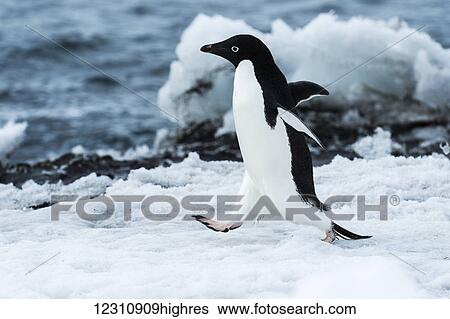 Adelie penguin (pygoscelis adeliae); Antarctica View Large Photo Image Stock Photograph - Adelie penguin (pygoscelis adeliae); Antarctica. Fotosearch