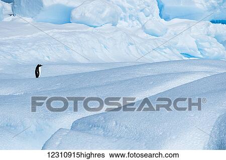 Stock Photograph - Adelie penguin (pygoscelis adeliae); Antarctica. Fotosearch