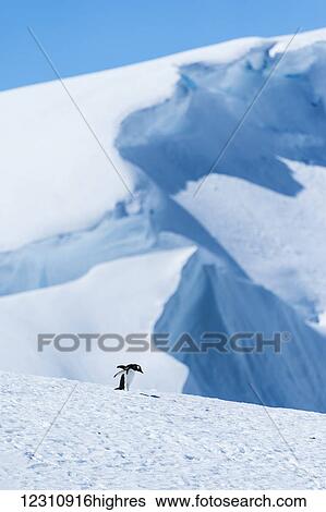 Adelie penguin (pygoscelis adeliae); Antarctica View Large Photo Image Stock Photograph - Adelie penguin (pygoscelis adeliae); Antarctica. Fotosearch
