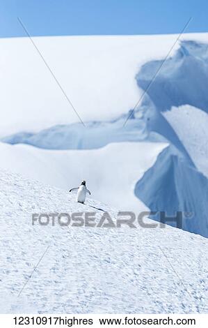 Stock Photograph - Adelie penguin (pygoscelis adeliae); Antarctica. Fotosearch