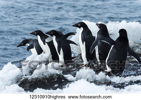 Adelie penguins (pygoscelis adeliae) jumping in the water; Antarctica View Large Photo Image Stock Photograph - Adelie penguins (pygoscelis adeliae) jumping in the water; Antarctica. Fotosearch