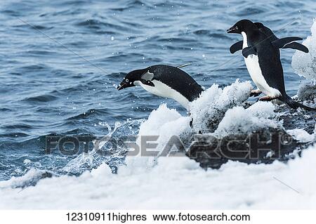 Stock Photograph - Adelie penguins (pygoscelis adeliae) jumping in the water; Antarctica. Fotosearch