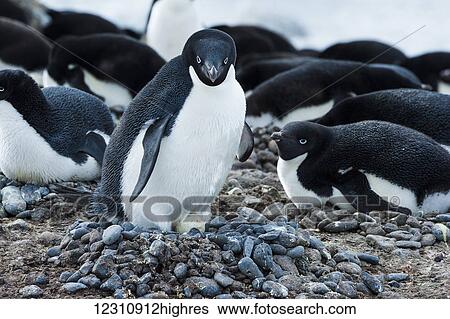 Adelie penguins (pygoscelis adeliae); Antarctica View Large Photo Image Stock Photograph - Adelie penguins (pygoscelis adeliae); Antarctica. Fotosearch