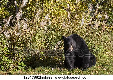 Adult Black Bear sitting near bloomed out Fireweed, Southcentral Alaska, USA View Large Photo Image Stock Photograph - Adult Black Bear sitting near bloomed out Fireweed, Southcentral Alaska, USA. Fotosearch