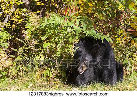 Stock Photograph - Adult Black Bear sitting near fall foliage, Southcentral Alaska, USA. Fotosearch
