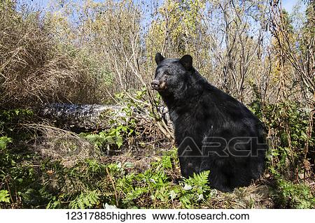 Stock Photograph - Adult Black Bear sitting near spring foliage, Southcentral Alaska, USA. Fotosearch