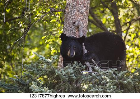 Stock Photograph - Adult Black Bear standing in a tree in summer, Southcentral Alaska, USA. Fotosearch