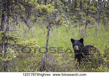 Adult Black bear standing in grass in summer, Southcentral Alaska, USA View Large Photo Image Stock Photograph - Adult Black bear standing in grass in summer, Southcentral Alaska, USA. Fotosearch