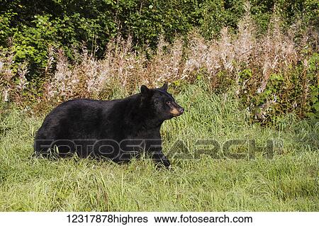 Adult Black Bear walking across grassy meadow in summer, Southcentral Alaska, USA View Large Photo Image Stock Photograph - Adult Black Bear walking across grassy meadow in summer, Southcentral Alaska, USA. Fotosearch