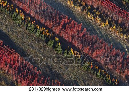 Aerial view of a tree farm in Isanti County; Minnesota, United States of America View Large Photo Image Stock Photograph - Aerial view of a tree farm in Isanti County; Minnesota, United States of America. Fotosearch
