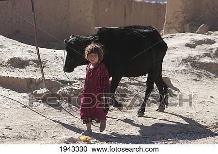 Stock Image - Afghan Girl Leading A Cow In Bamiyan, Bamian Province, Afghanistan. Fotosearch