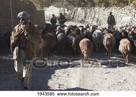 Afghan Shepherd And His Flock Of Sheep In Shekh Ali, Parwan Province, Afghanistan View Large Photo Image Stock Photography - Afghan Shepherd And His Flock Of Sheep In Shekh Ali, Parwan Province, Afghanistan. Fotosearch