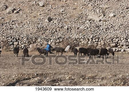 Afghan Shepherd Boy In Gardandiwal (Dane Sia Sang), Vardak Province, Afghanistan View Large Photo Image Stock Photo - Afghan Shepherd Boy In Gardandiwal (Dane Sia Sang), Vardak Province, Afghanistan. Fotosearch