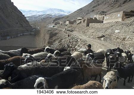 Afghan Shepherd Boy Near Pai Mori, Bamian Province, Afghanistan View Large Photo Image Stock Photograph - Afghan Shepherd Boy Near Pai Mori, Bamian Province, Afghanistan. Fotosearch