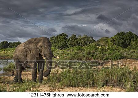 Stock Photograph - African elephant (Loxodonta africana), Sabi Sand Game Reserve; South Africa. Fotosearch
