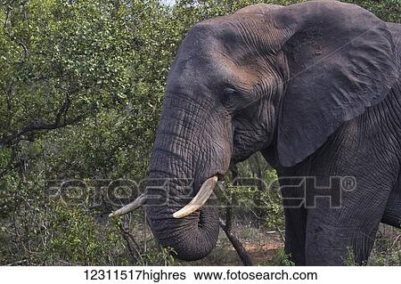 Stock Photograph - African elephant (Loxodonta africana); South Africa. Fotosearch