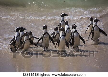 African Penguin (Spheniscus demersus); South Africa View Large Photo Image Stock Photograph - African Penguin (Spheniscus demersus); South Africa. Fotosearch