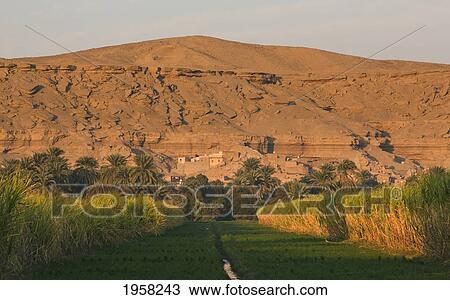 Agricultural Land With Sugar Cane On A Small Island On The Nile; Egypt View Large Photo Image Stock Image - Agricultural Land With Sugar Cane On A Small Island On The Nile; Egypt. Fotosearch
