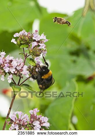 Stock Photography - Agriculture - A Bumble bee (Bombus terrestris) gathers pollen from a Purple Betony (Stachys officina) flower as a Honey bee comes in for a landing / England, United Kingdom.. Fotosearch
